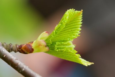 Betula maximowicziana - bříza maximovičova - list jaro